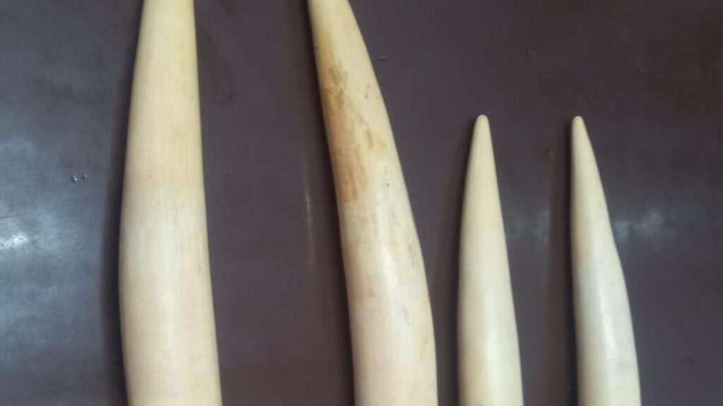Four ivory tusks seized from Kolkata; four arrested: Officials | Kolkata