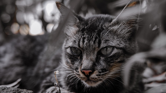 Heartbroken over pet cat’s death, UP woman kills self after waiting for it to come back to life | Trending