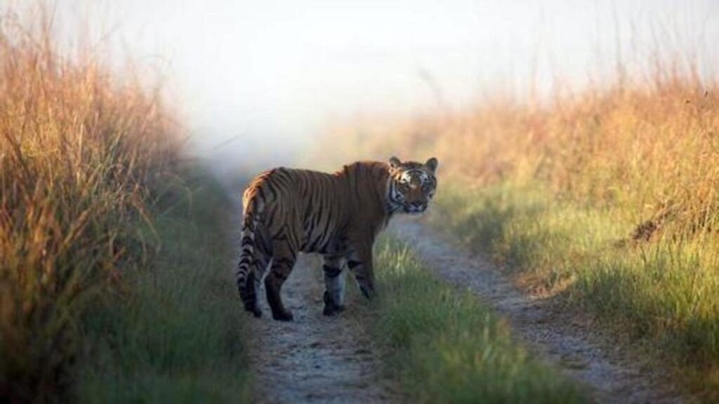 Hits and misses in India’s big cat story