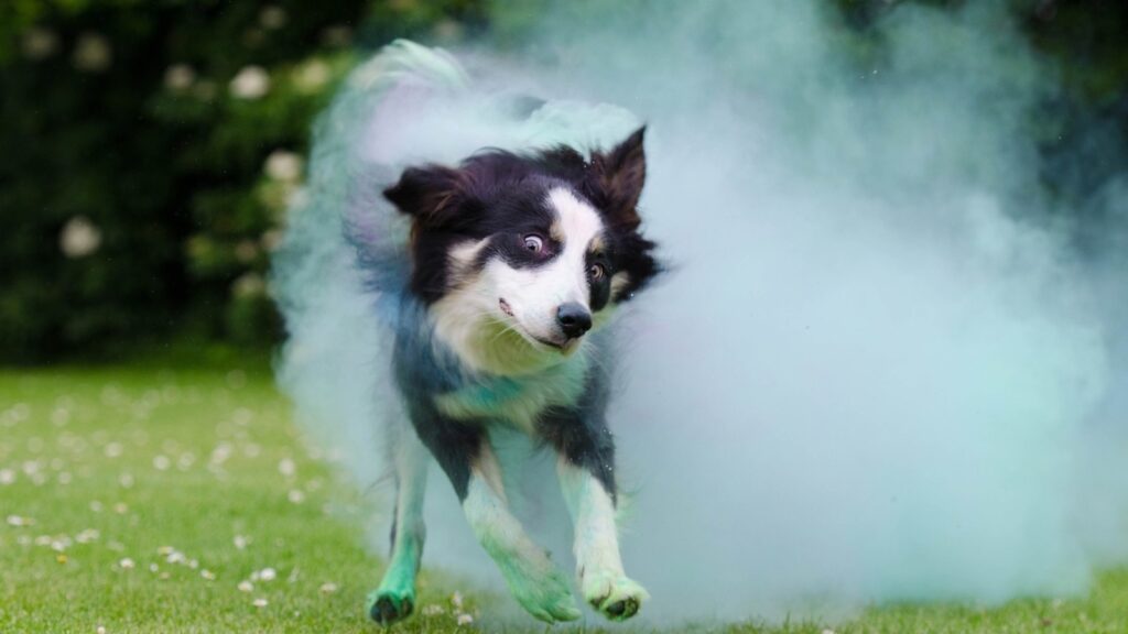 Holi 2025: 5 fun and safe ways to celebrate a pet-friendly festival of colours