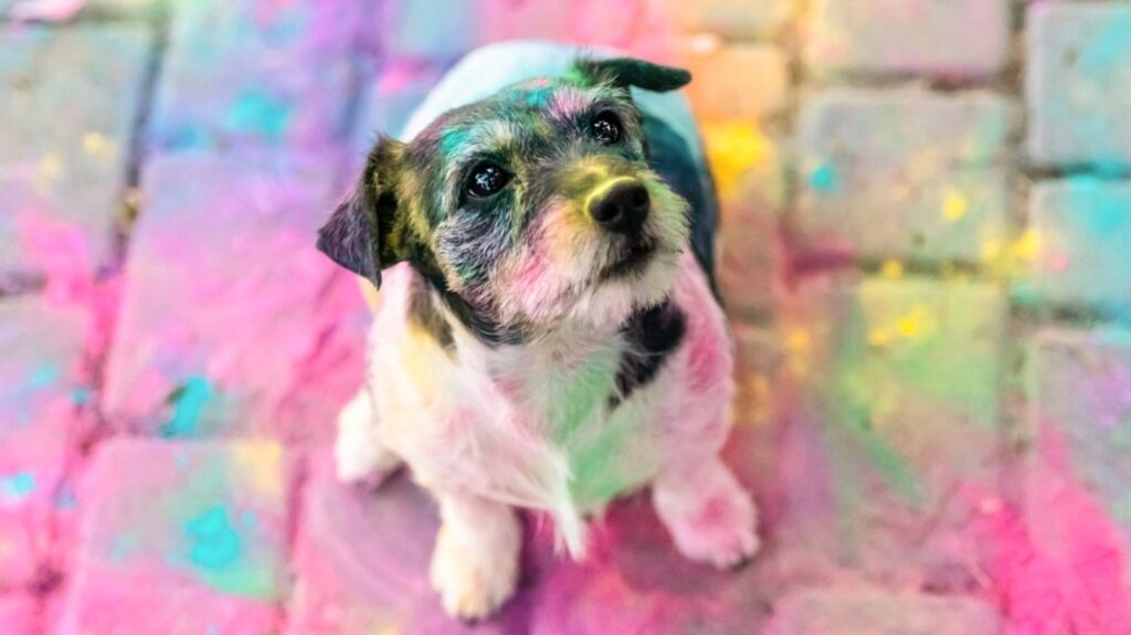 Holi 2025: Pets exposed to colours? Vet recommends cleaning tips to avoid irritation