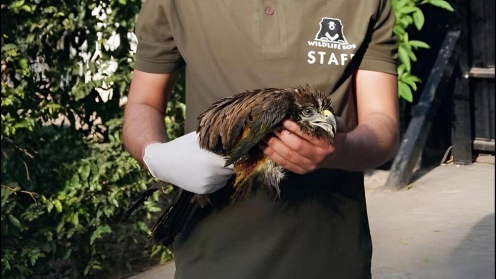 Hurt black kite rescued from NSA Ajit Doval’s home in Delhi, rehabilitated | Latest News Delhi