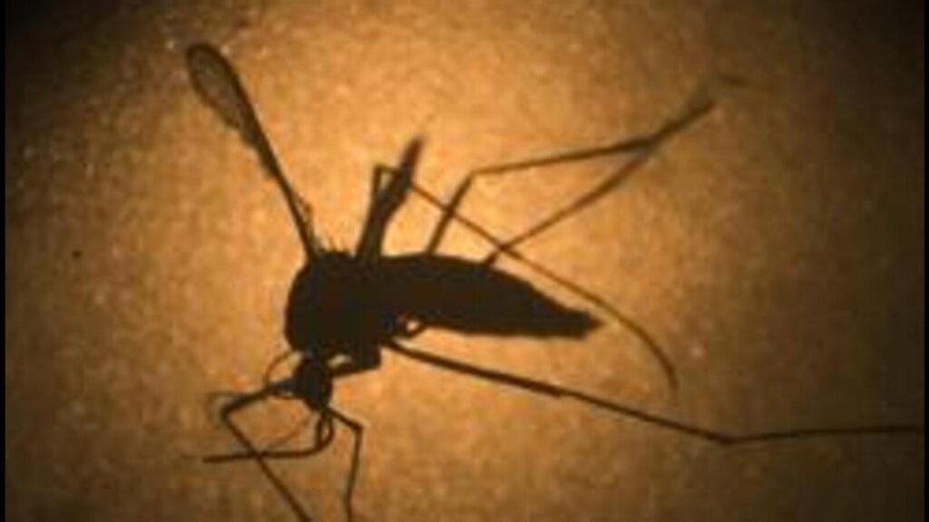 ICMR-NIV researchers to study Zika virus impact on pregnancy, birth outcomes