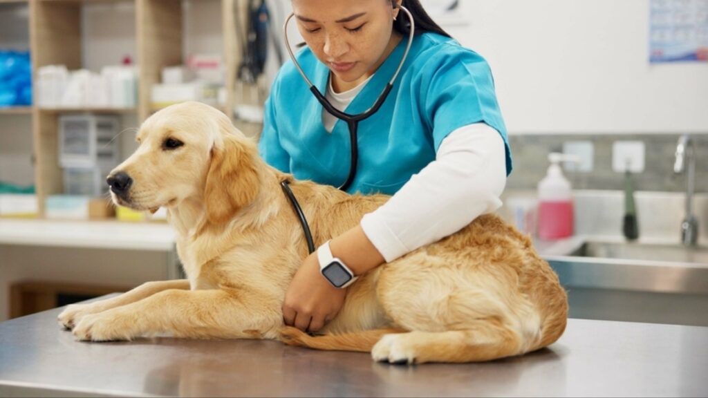 Is your dog suddenly inactive and weak? Vet shares common pet emergencies and what you should do for immediate care
