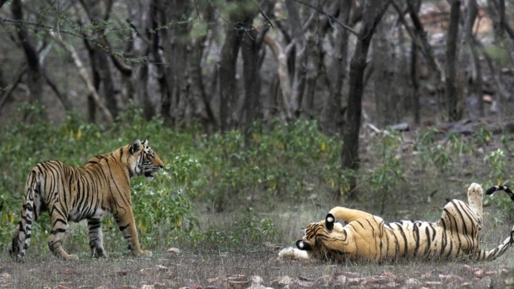 Karnataka’s tiger population in reserves drops for third year in a row, now at 393: Report | Bengaluru
