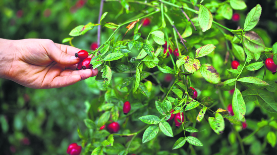 Lost and foraged: Rediscovering India’s wild ingredients