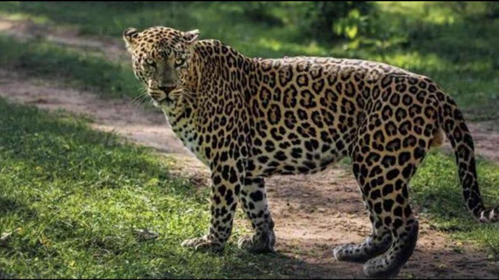 MP: 17 leopards shifted from GSW sanctuary for welcoming cheetahs; 3 die