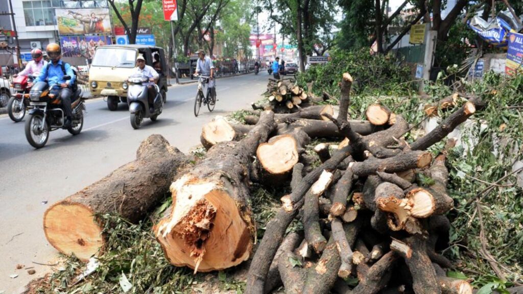 MP asks PCMC to make alternative arrangement to avoid tree felling for RFD project