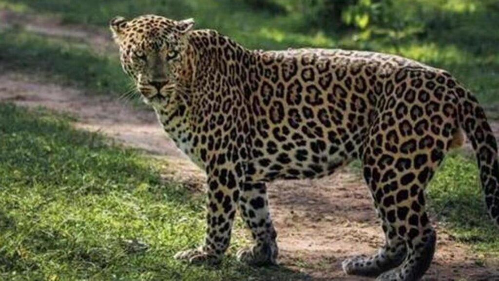 MP govt asks Mandaur DFO to explain death of 3 leopards after translocation