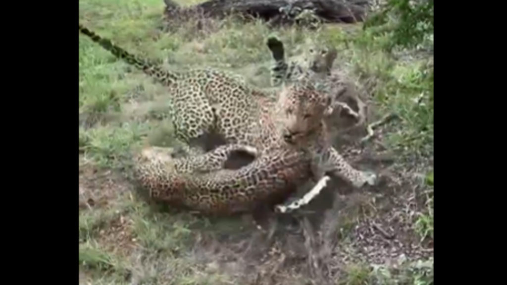 Male leopard steps in like a referee, breaks up fight between two females: ‘Peace restored’ | Trending