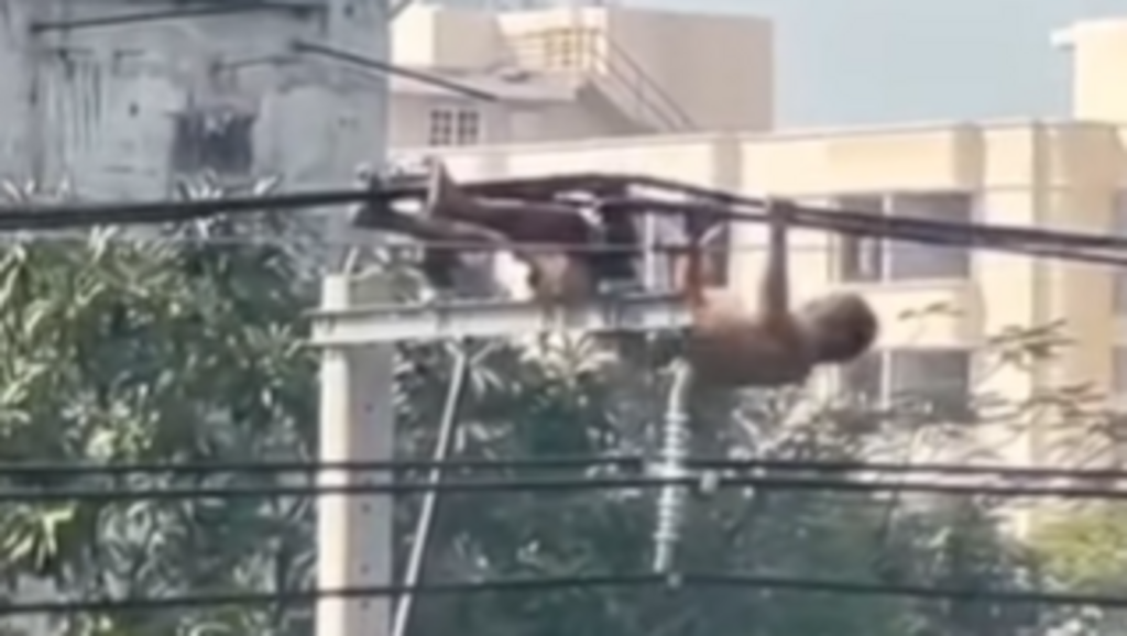 Man performs pull-ups on electric wires in viral video, internet outraged: ‘This is pure stupidity’ | Trending