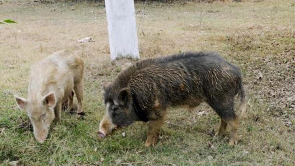 Mass pig deaths: One month on, PMC awaits police action against owners