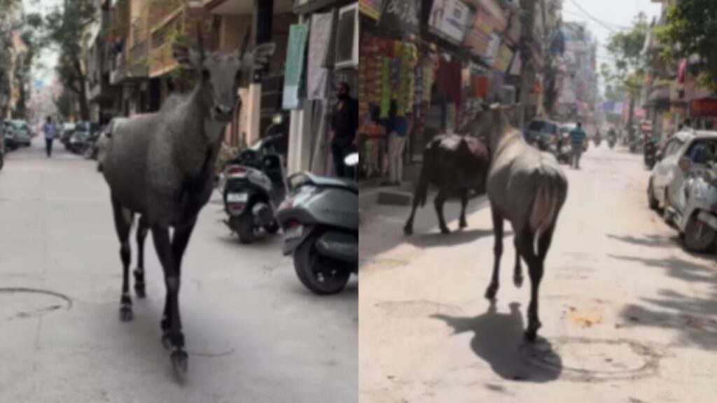 Nilgai casually roams through Delhi streets, leaves onlookers in disbelief. Video | Trending