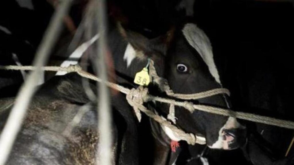 Odisha: Cattle smugglers, police, vigilantes repeatedly clash, cases spike | Latest News India