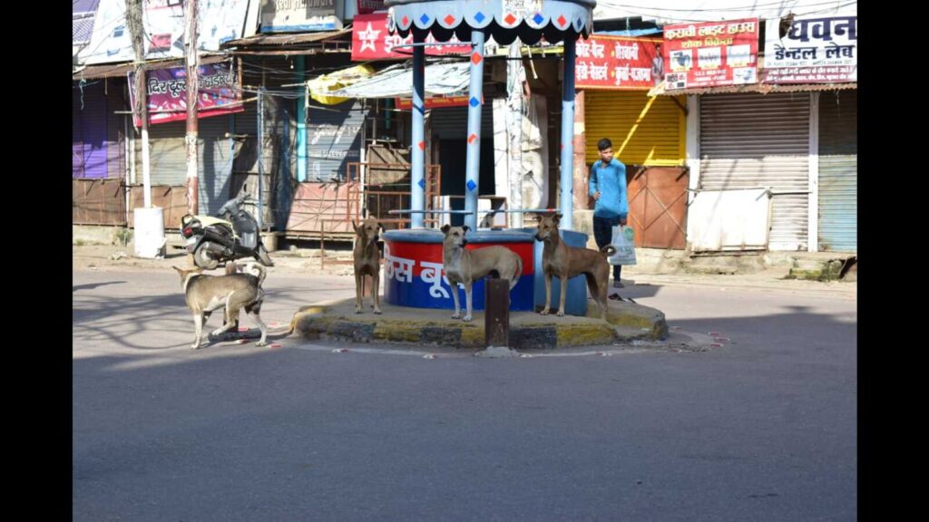Over 16K street dogs sterilised, vaccinated in Prayagraj