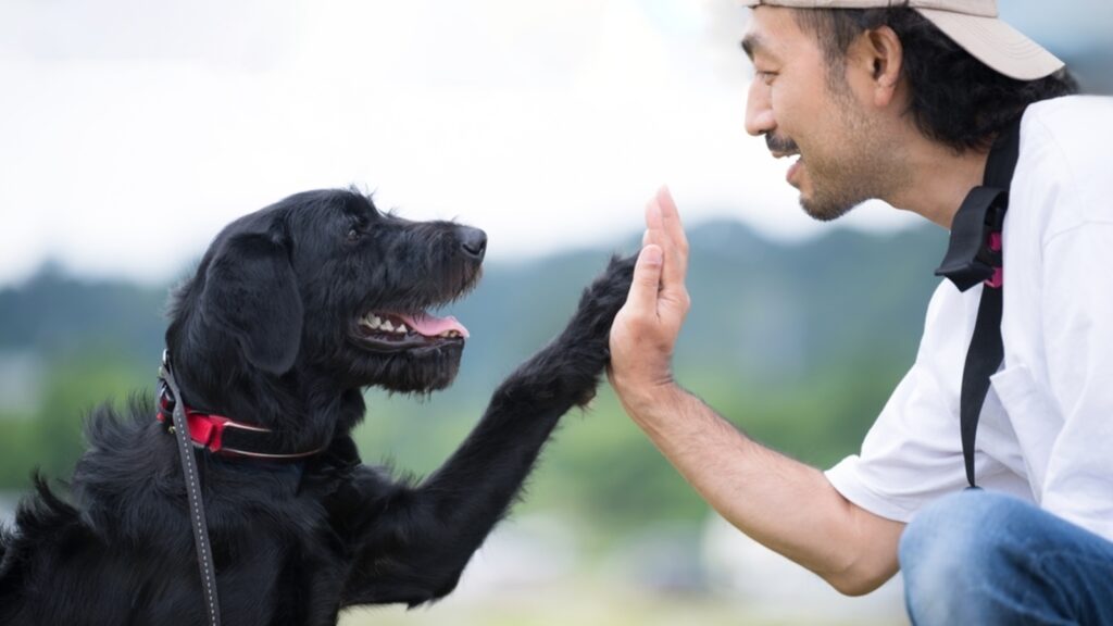 Pet and play with a dog to reduce your stress: Study says it benefits our furry friend too