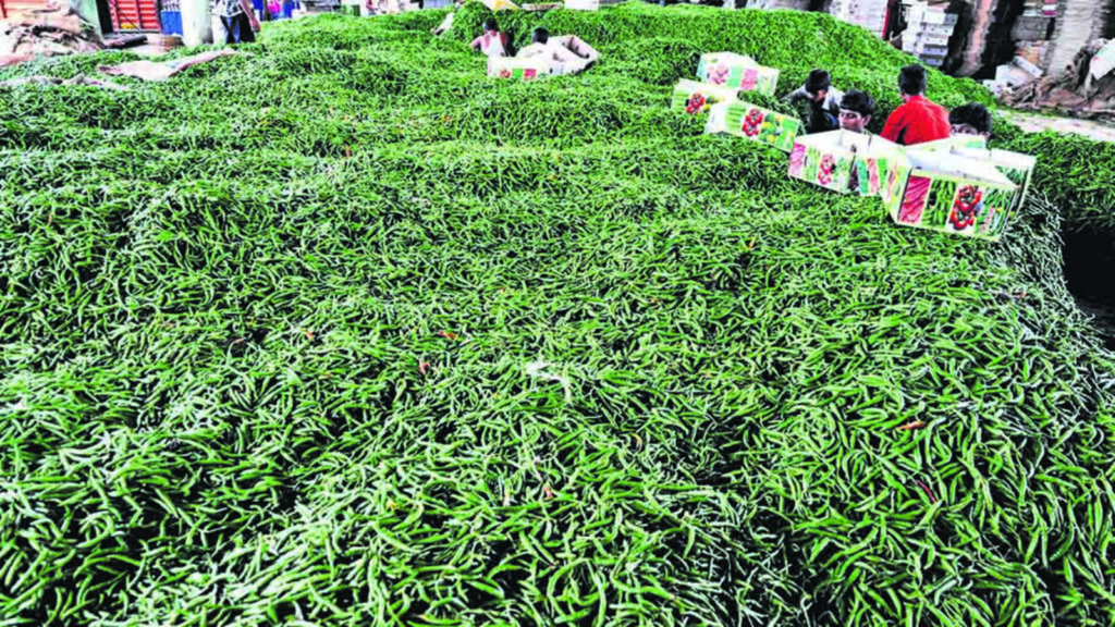 Prices of green chili triples in a week 125-150/kg | Mumbai news