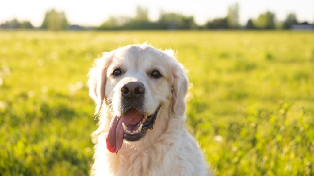 Seasonal change affecting your pets? Here’s how you can take care of them