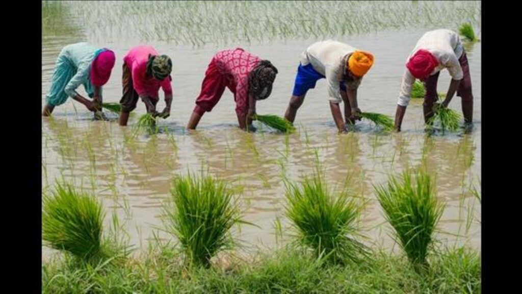Sow PR 132 non-basmati variety for less fertiliser input: PAU V-C