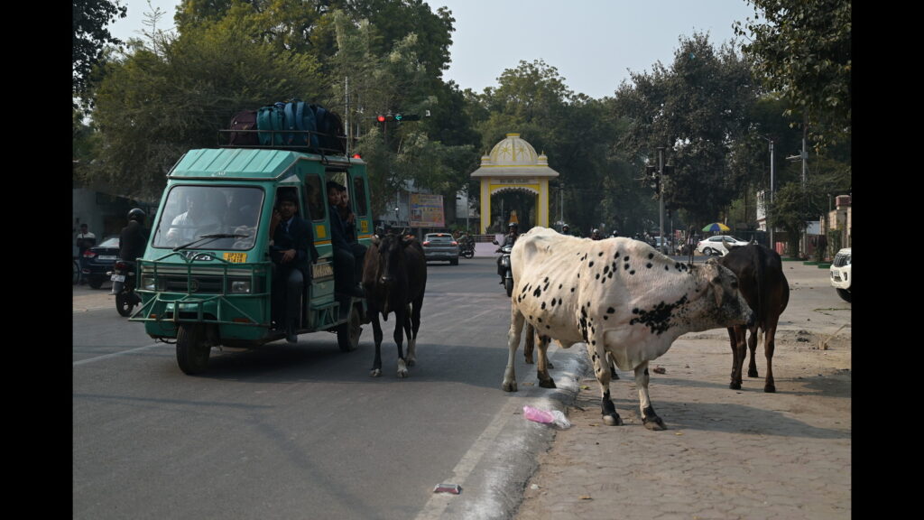 Stray cattle, illegal dairy farms thrive ‘unchecked’