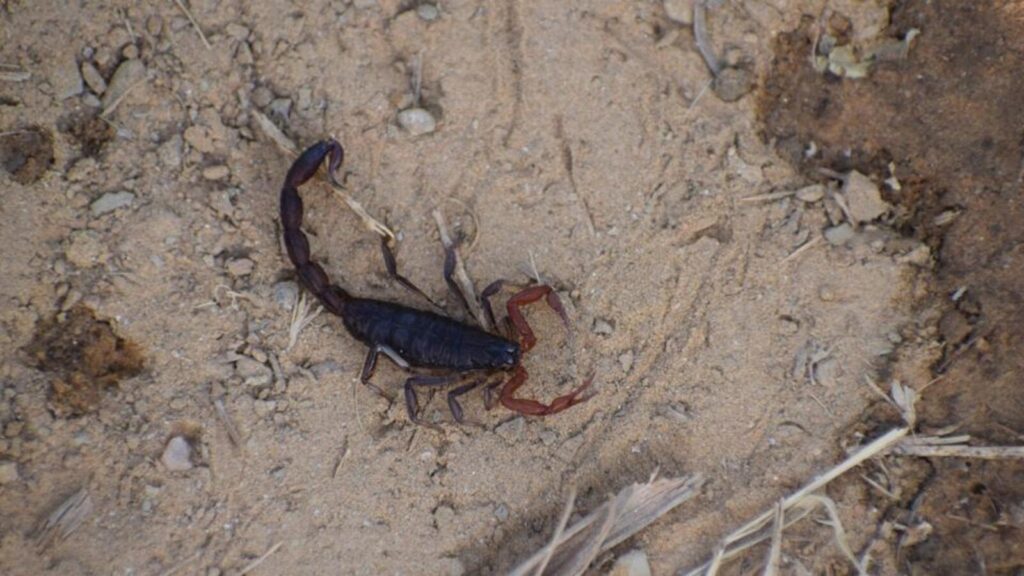 Study: Delhi is home to 4 scorpion species | Latest News Delhi