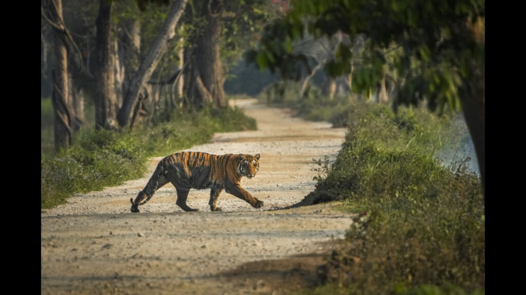 The truth about tigers in conflict