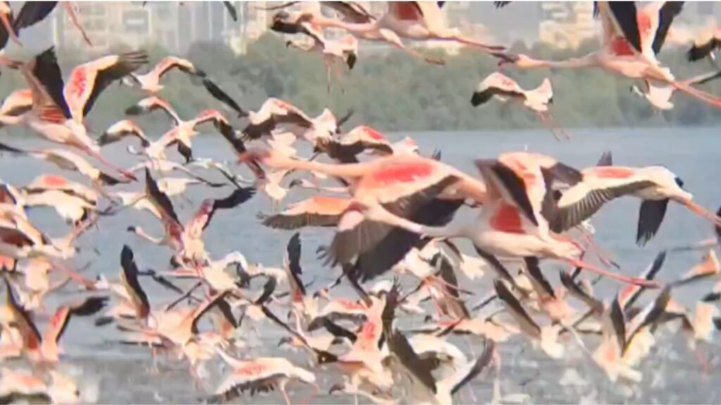 Thousands of flamingos paint Navi Mumbai pink in breathtaking spectacle. Watch | Trending