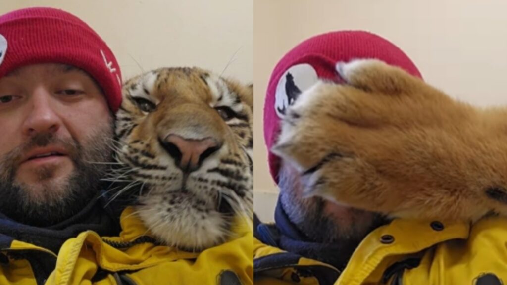 Tiger cuddles with man like a pet cat, internet stunned: ‘Bro is living in another reality’ | Trending