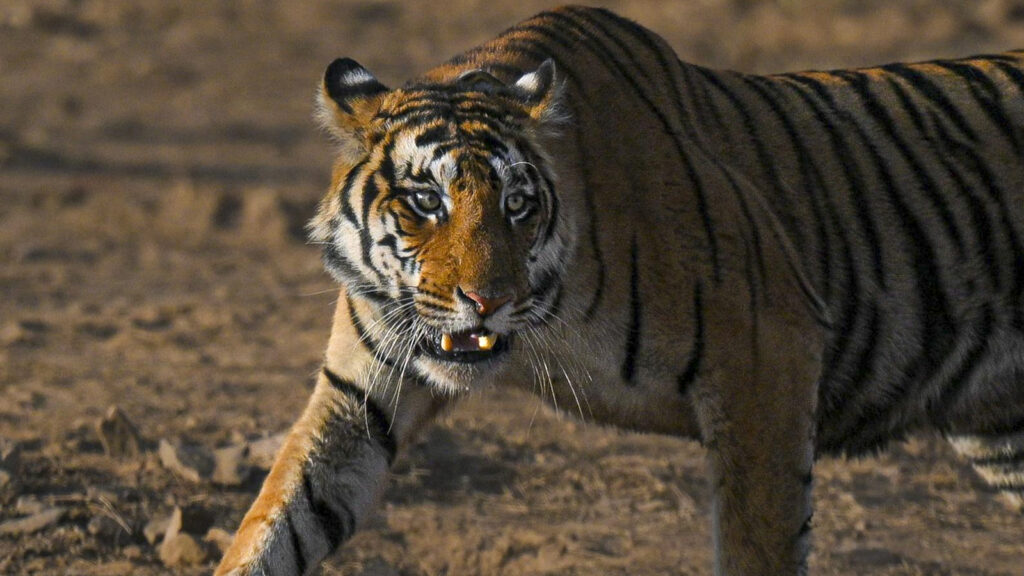 Tigers return to Chambal: Here’s why this reserve in Madhya Pradesh should be on your bucket list | Travel