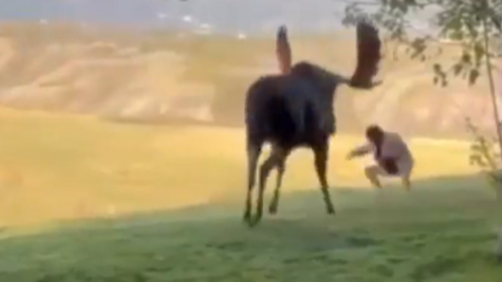 Tourist tries to provoke moose with hand gestures, gets a gentle yet terrifying reminder. Video | Trending