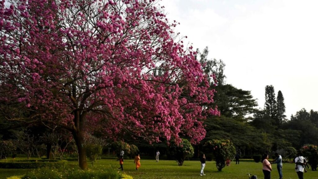 ‘Victory for Bengaluru’: No art complex to come up in Cubbon Park, officials confirm | Bengaluru