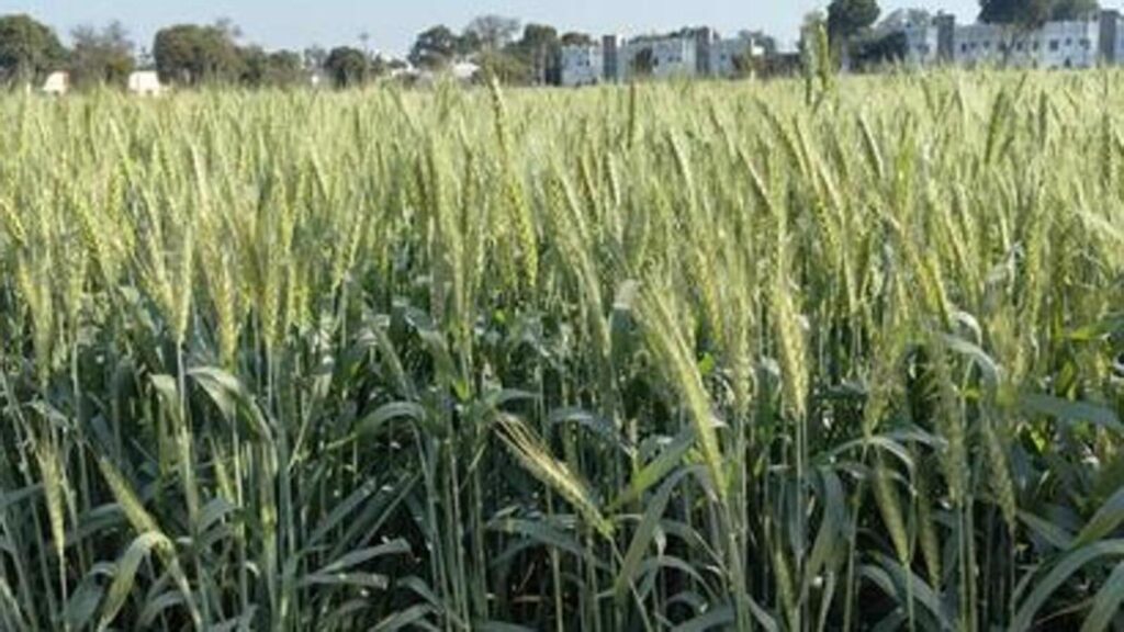 Wheat acreage at a three-year high: Forecast