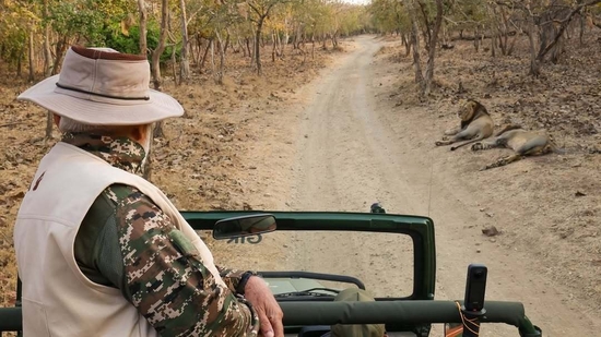 Where the wild kings roam: Places to spot majestic lions