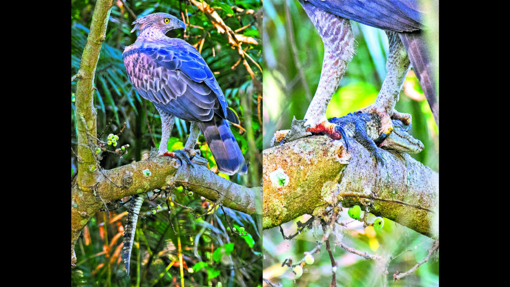 Wildbuzz | The hawk who dared the crocs