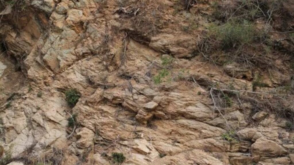 You’ll be internet’s visual expert of the day if you spot the hidden deer in this optical illusion | Trending