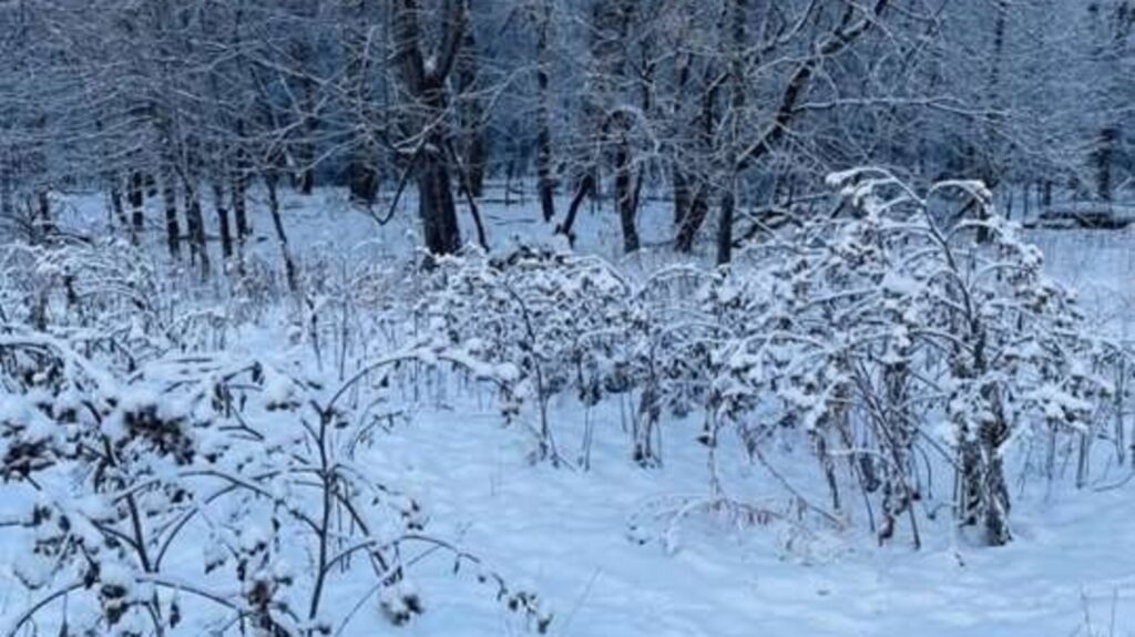 You’ll be titled illusion master of the day if you spot the hidden dog in this tricky puzzle | Trending