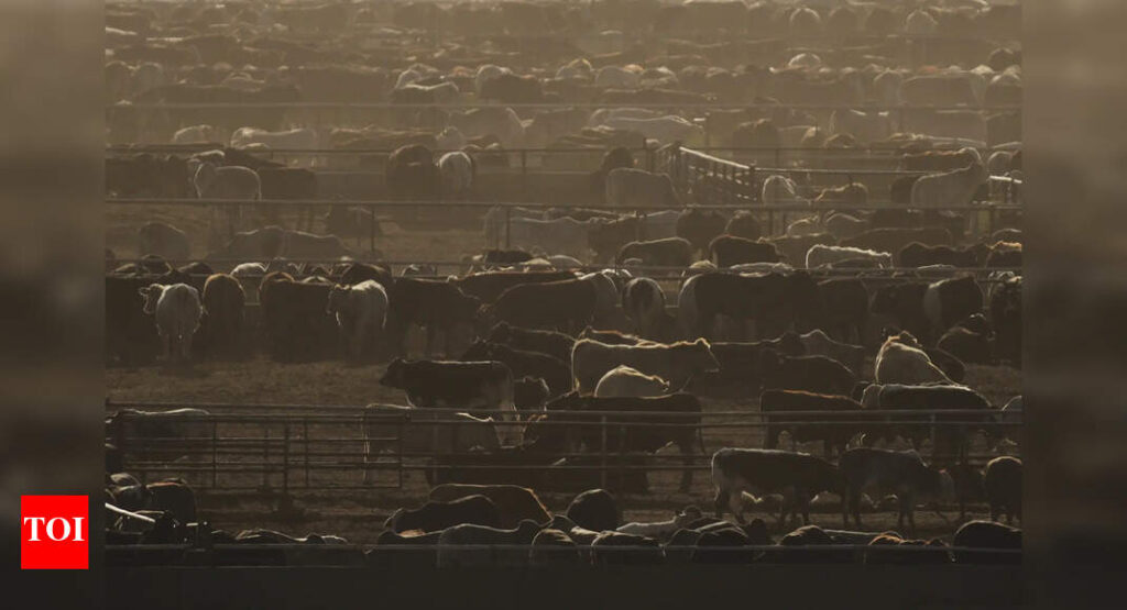 Immigrants who came to the Texas Panhandle to work legally have been told they must leave | World News