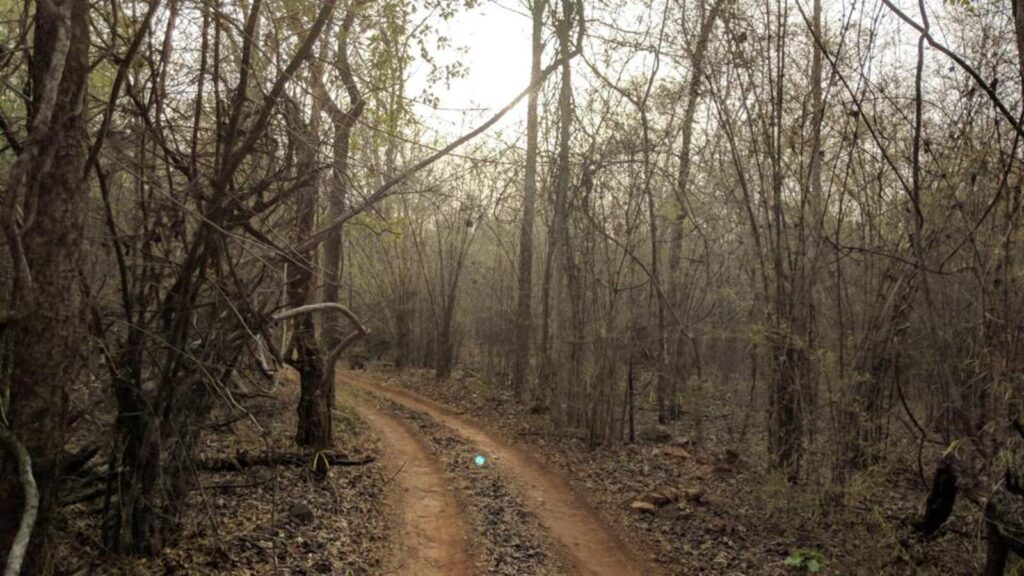 2 new highways will endanger green cover, wildlife sanctuaries | Mumbai news
