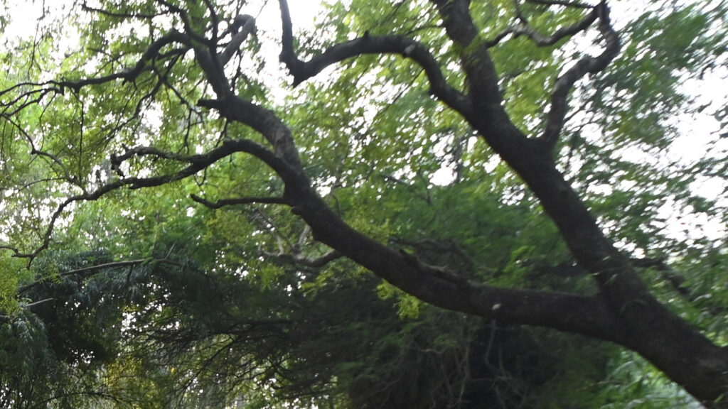 368 trees, some over 100 years old, in Bengaluru’s Cantonment area at risk for railway project: Report | Bengaluru