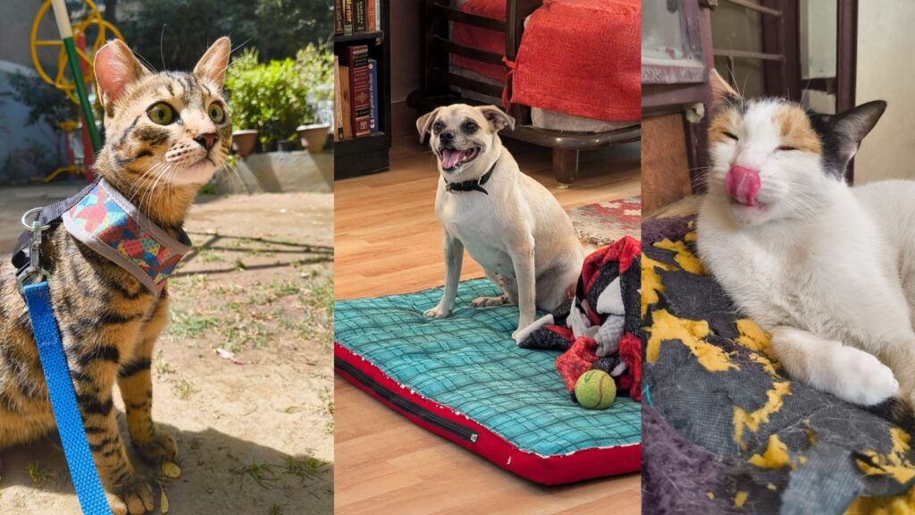 Adopt A Pet: Delhi-NCR folks, bring home a furry pal and turn pawsome!