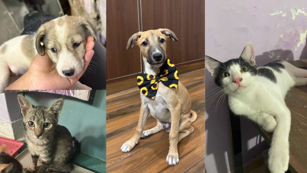 Adopt a Pet: Delhi-NCR residents, bring home a loving companion from this bunch of furry buddies!