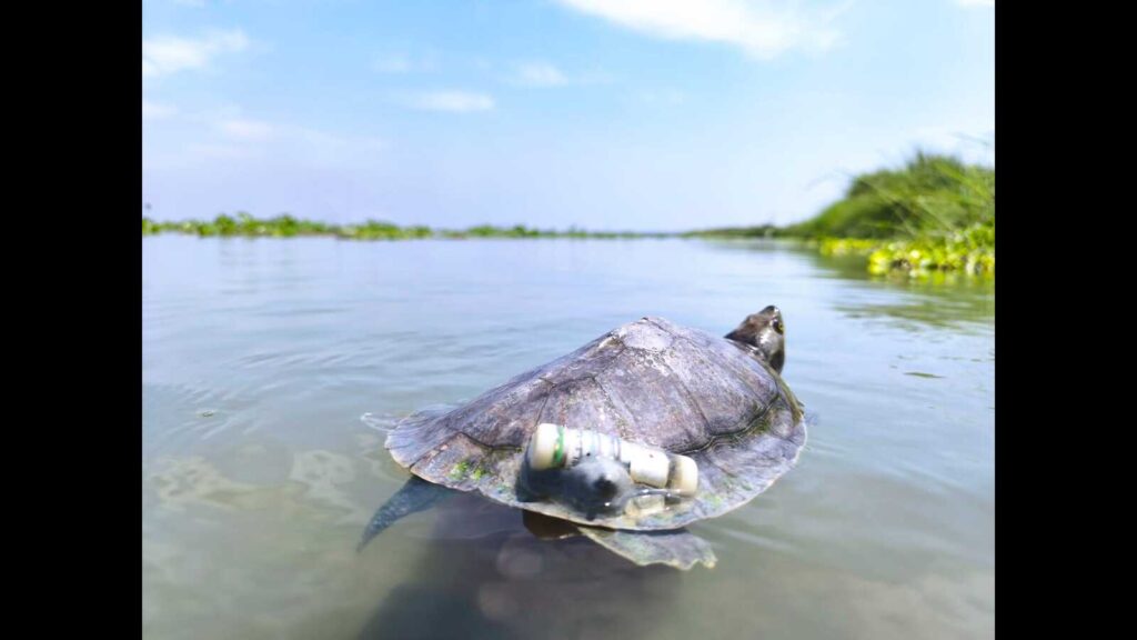After 3 decades, endangered red-crowned roofed turtles return to Ganga