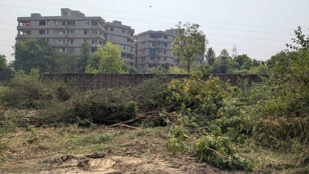 After trees felled in Dwarka, forest dept sends notice to CPWD, NII | Latest News Delhi