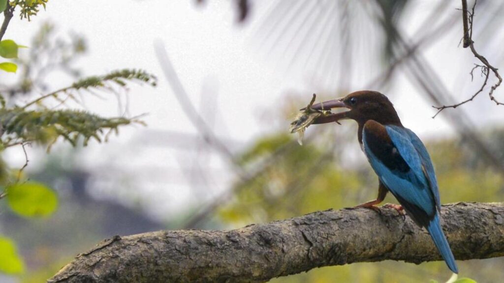 After winter census, Delhi to begin second round of Bird Atlas survey in May | Latest News Delhi