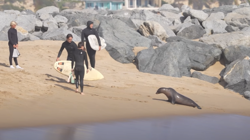 Aggressive sea lion sends surfers scrambling as panic unfolds on Southern California beach. Video | Trending