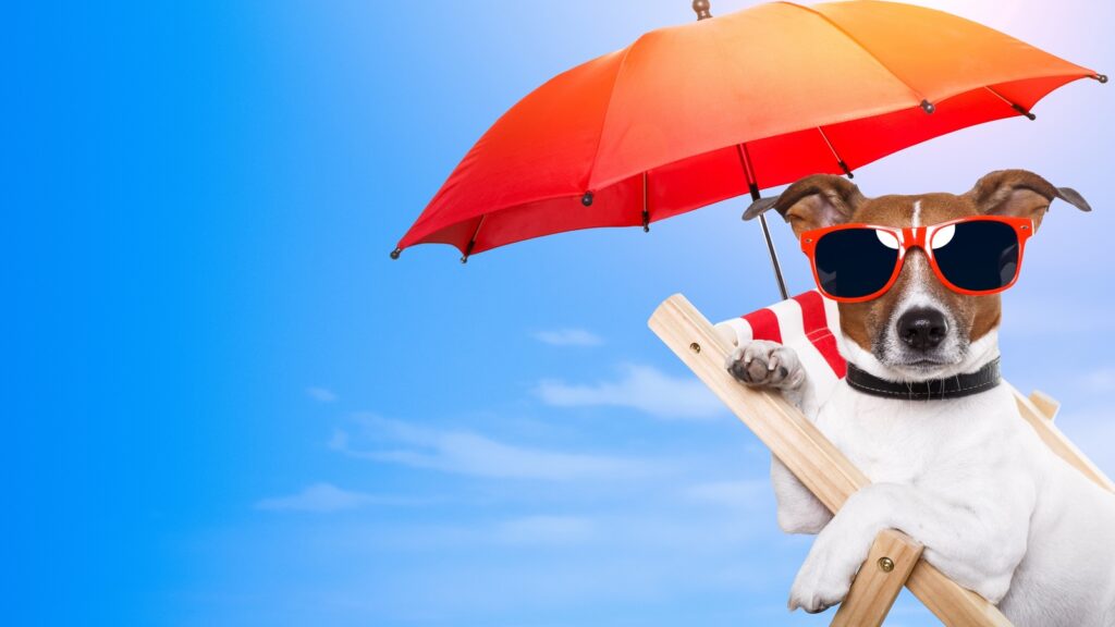 Are you a pet parent? Here’s how to protect your furry babies from seasonal ailments this summer
