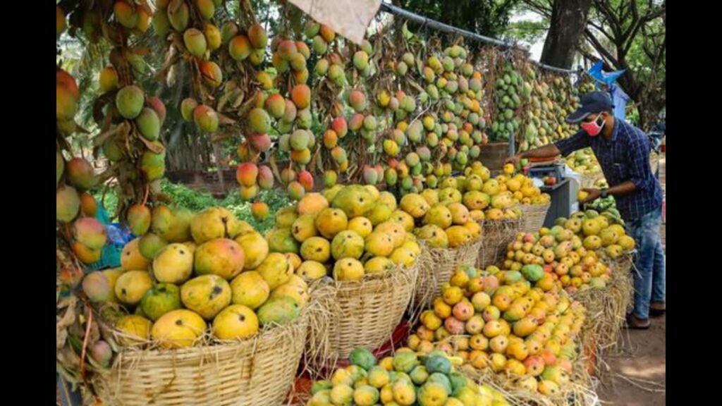 Artificial ripening of mangoes under Pune FDA scanner