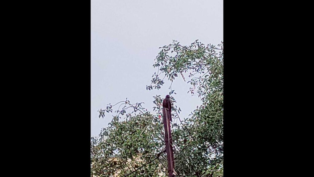 Black kites nesting on rooftops trigger panic among Bhavani Peth residents
