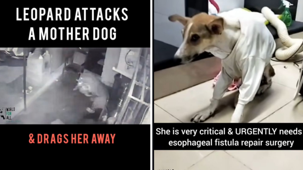 Brave mother dog fights off leopard, returns to feed puppies in Mumbai. Video | Trending