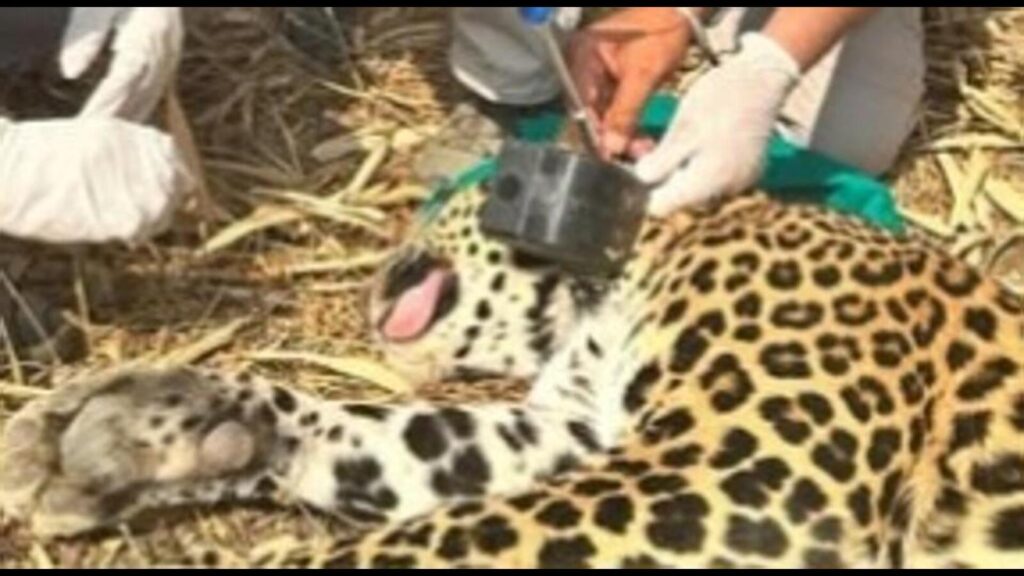 Camera collars to capture movements of leopards Pune’s in Junnar dist